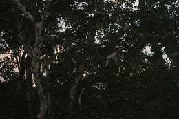 Image of vervet monkey