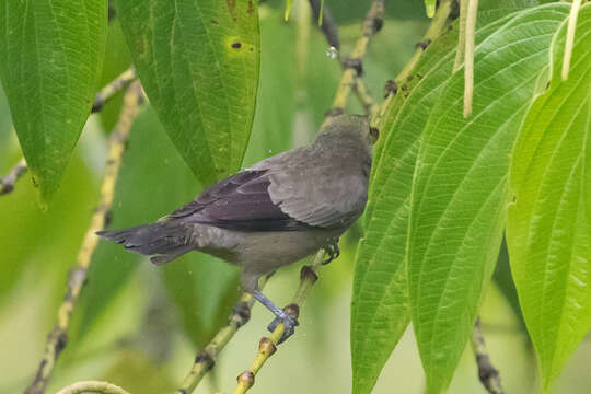 Image of Palm Tanager