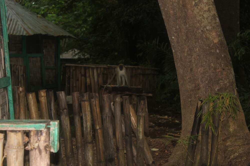 Image of vervet monkey