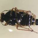 Image of Saldula lomata J. Polhemus 1985