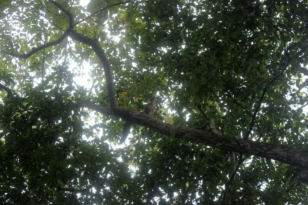 Image of vervet monkey