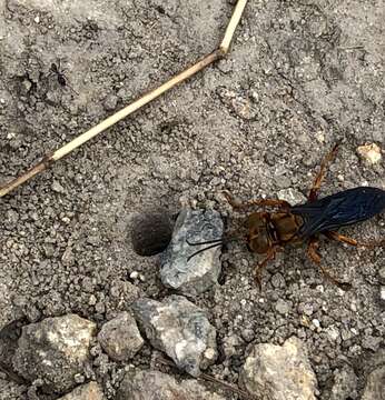 Image of Golden cricket wasp