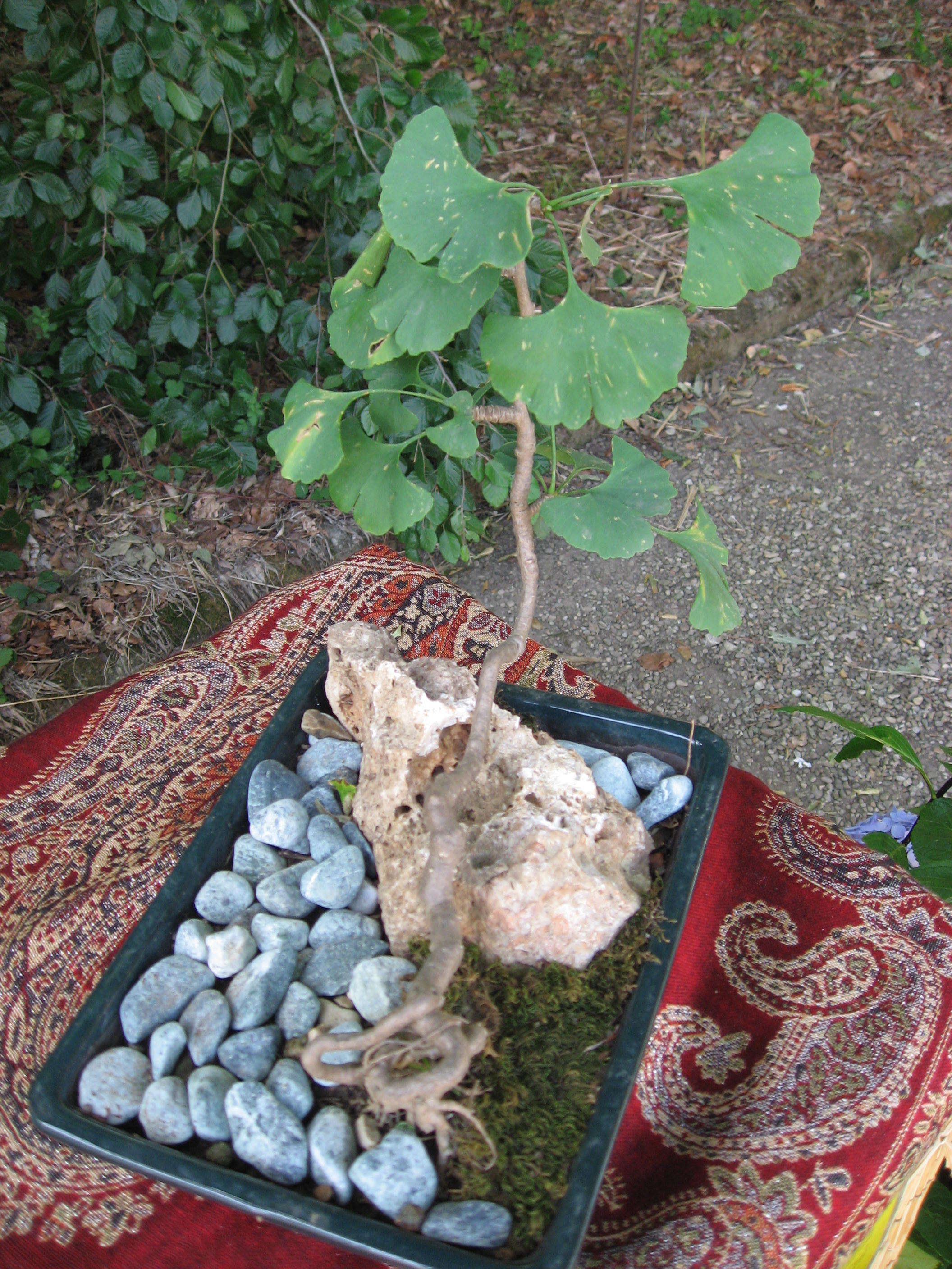 Image of Ginkgoopsida