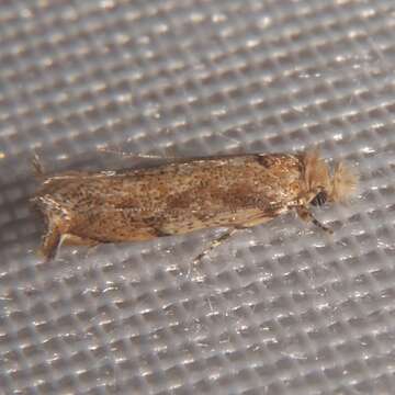 Image of Caribbean Scavenger Moth