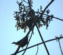 Image of Euphonia godmani