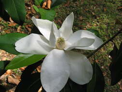 Image of southern magnolia