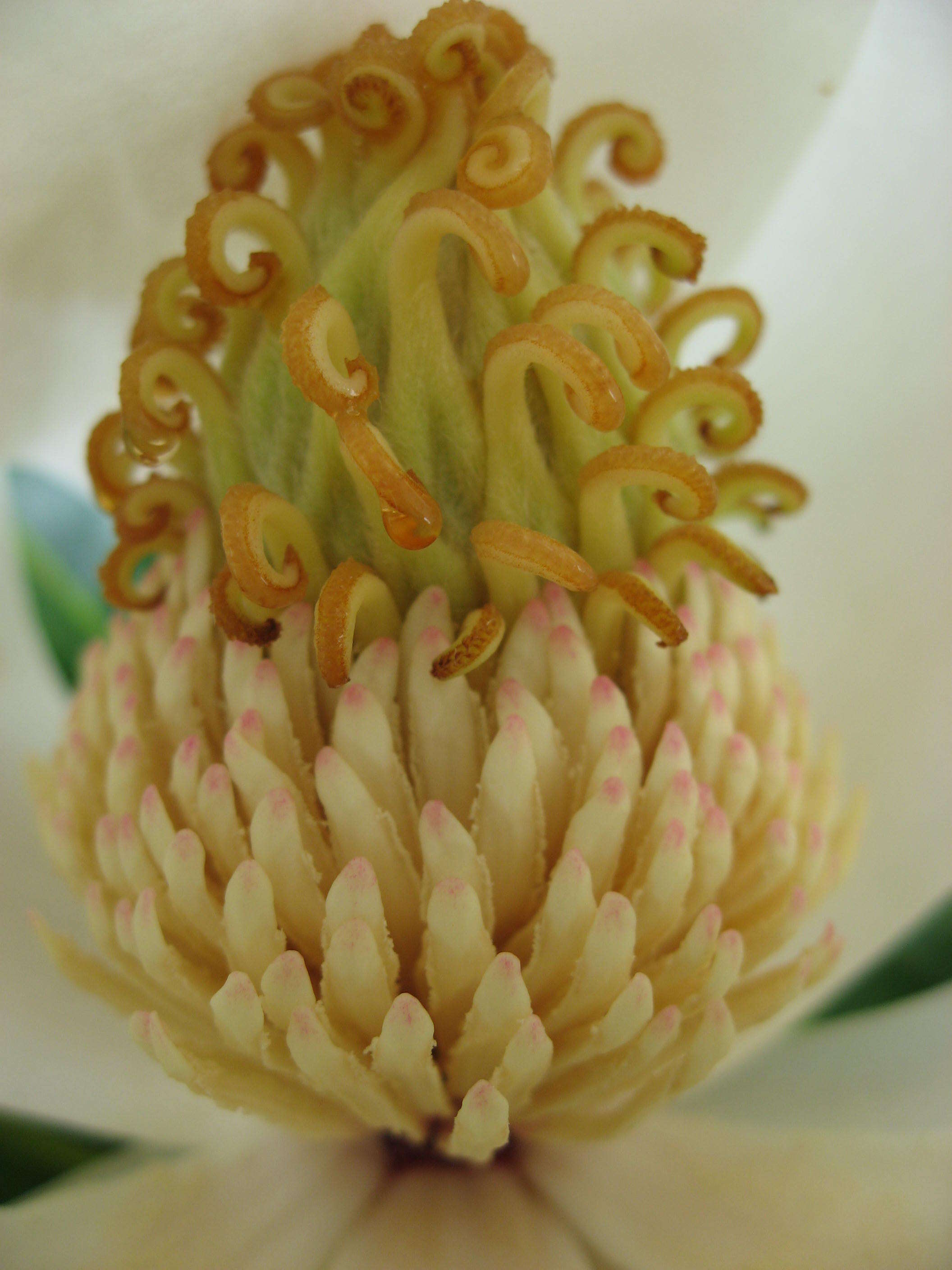 Image of southern magnolia