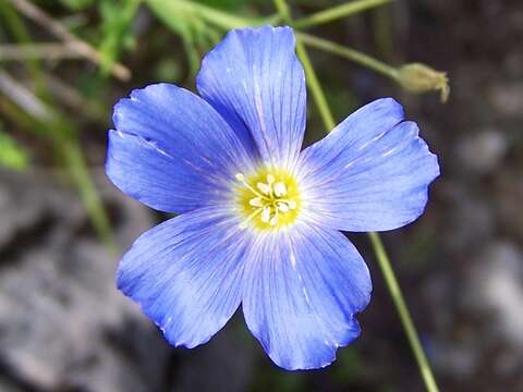 Image of Blue flax