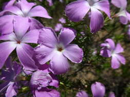 Image of Linanthus californicus (Hook. & Arn.) J. M. Porter & L. A. Johnson