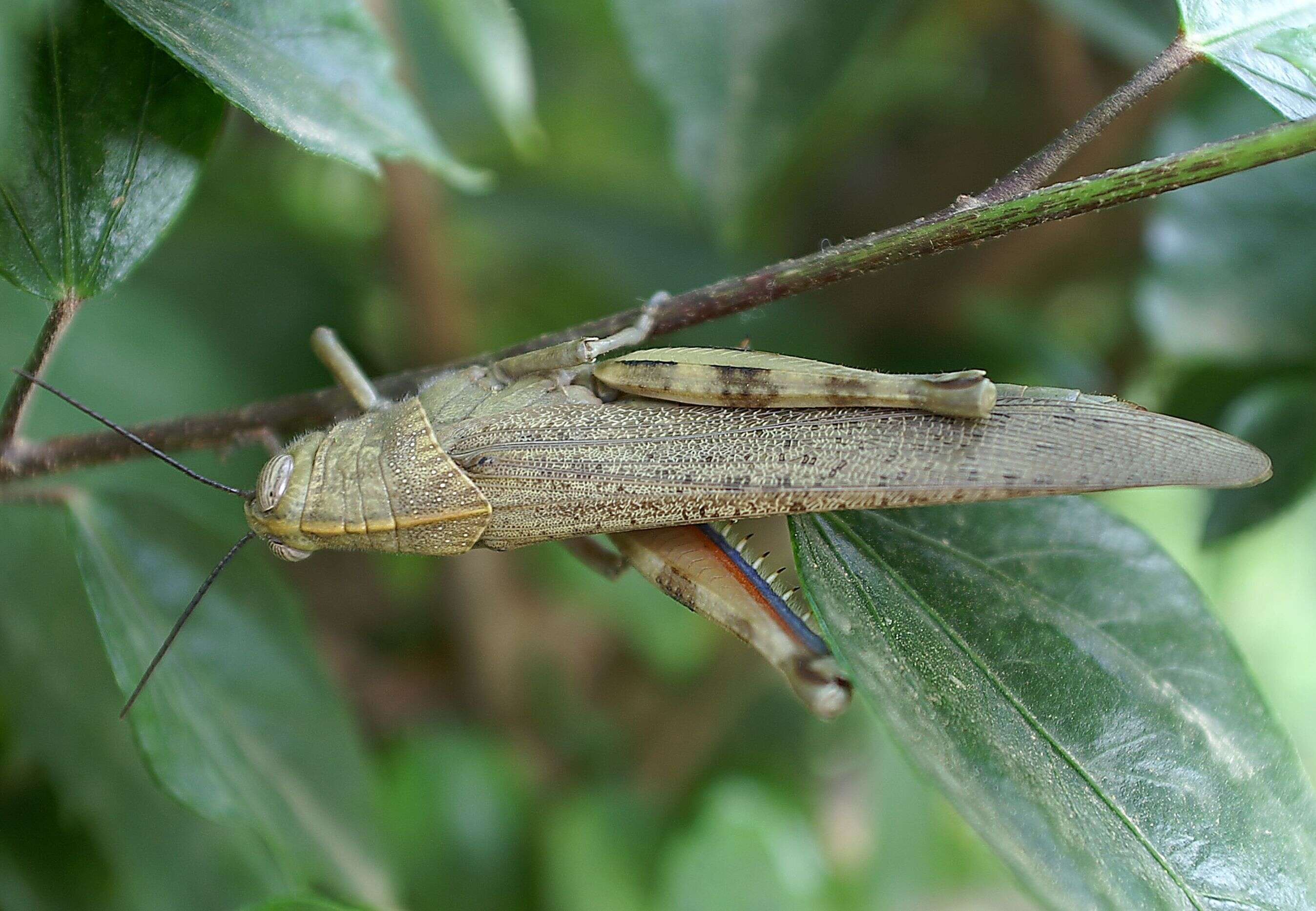 Image of egyptian grasshopper, tree locust