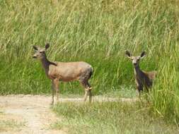 Image of Odocoileus hemionus eremicus (Mearns 1897)