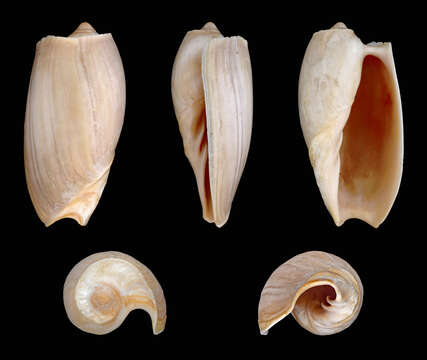 Image de Cymbium souliei Marche-Marchad 1974