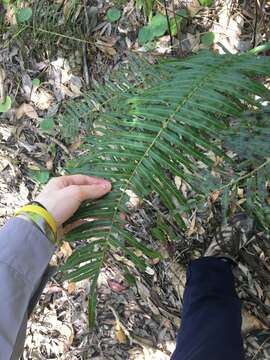 Image of swamp water fern