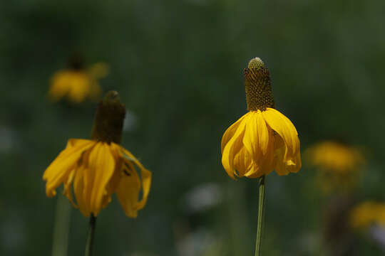 Rudbeckia californica A. Gray的圖片