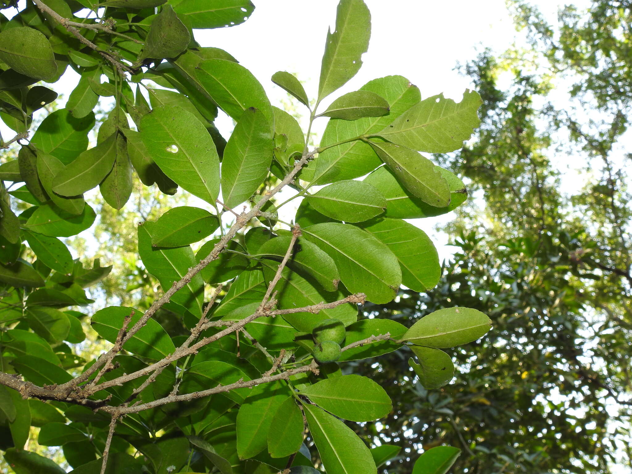 Image of Casimiroa greggii (S. Watson) F. Chiang