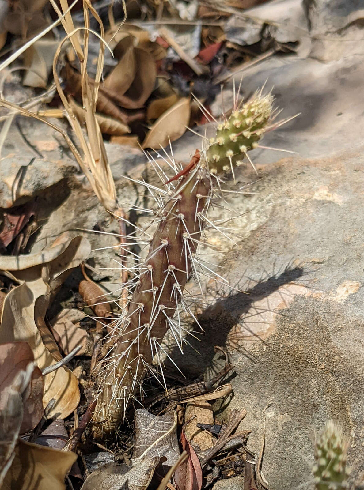 Image of Roving Pricklypear