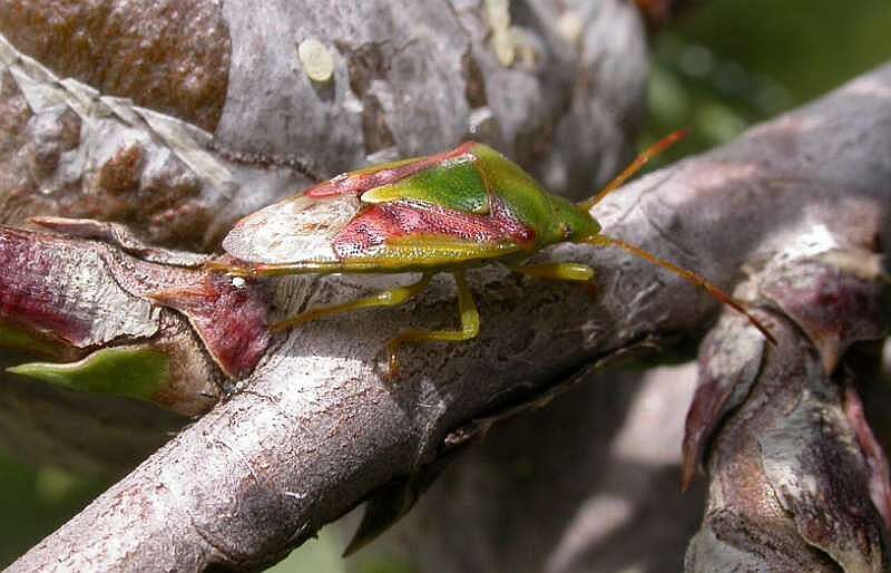 صورة Cyphostethus tristriatus