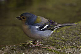 Image of Fringilla Linnaeus 1758