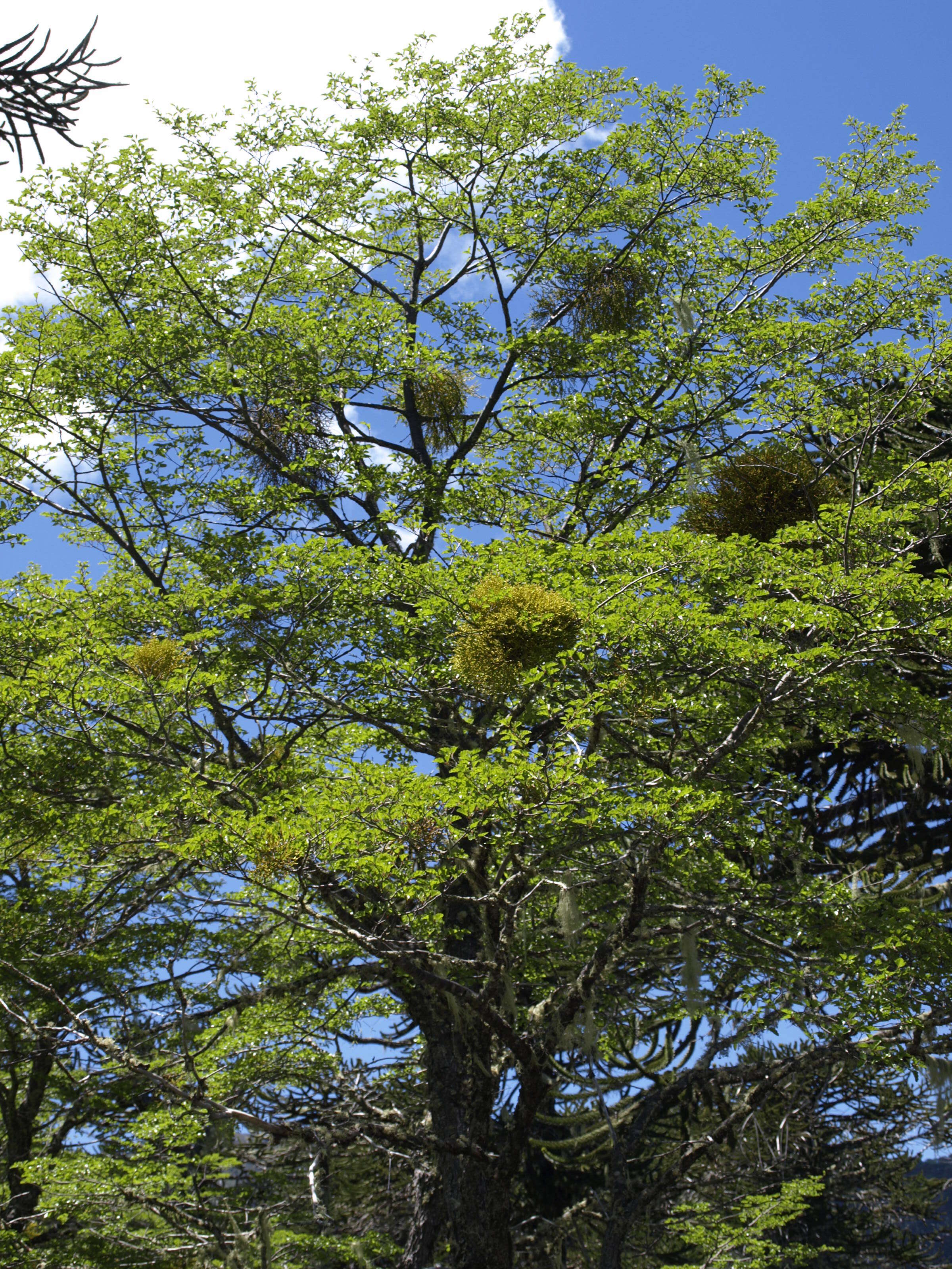 Image of Antarctic Beech