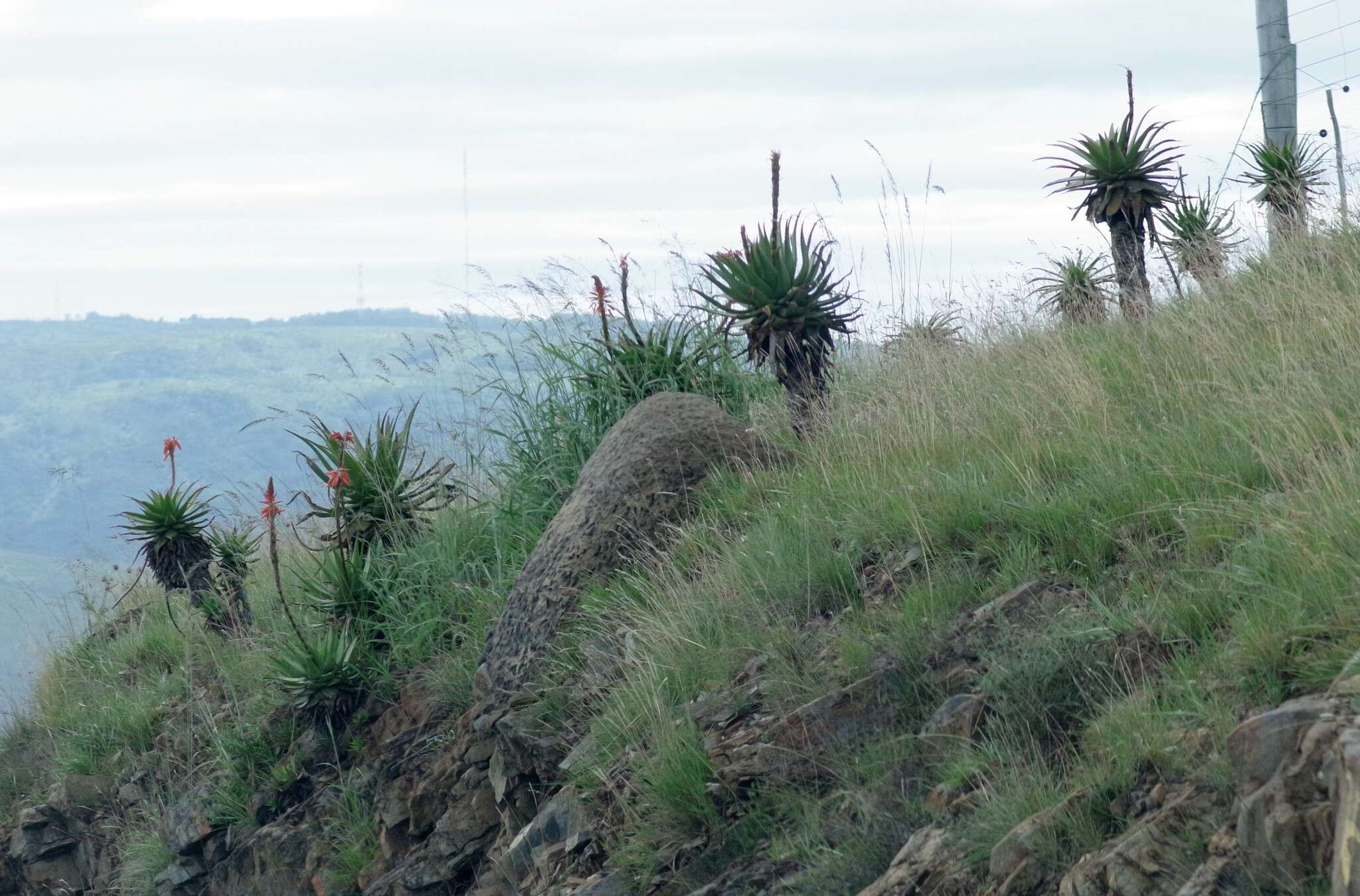 Image of Aloe lineata (Aiton) Haw.