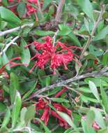 Image of Silky-oak