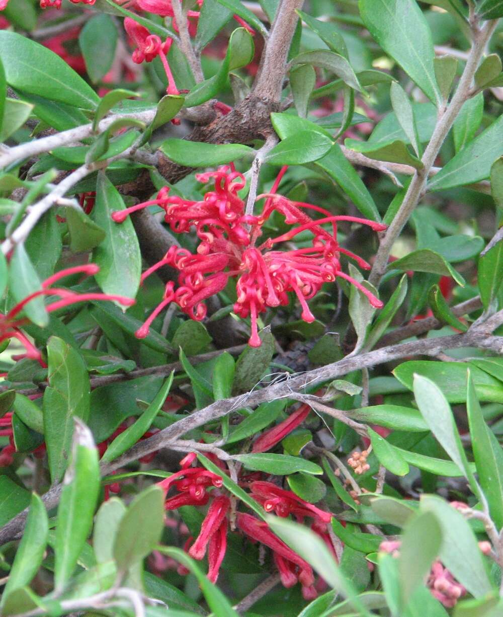 Image of Silky-oak