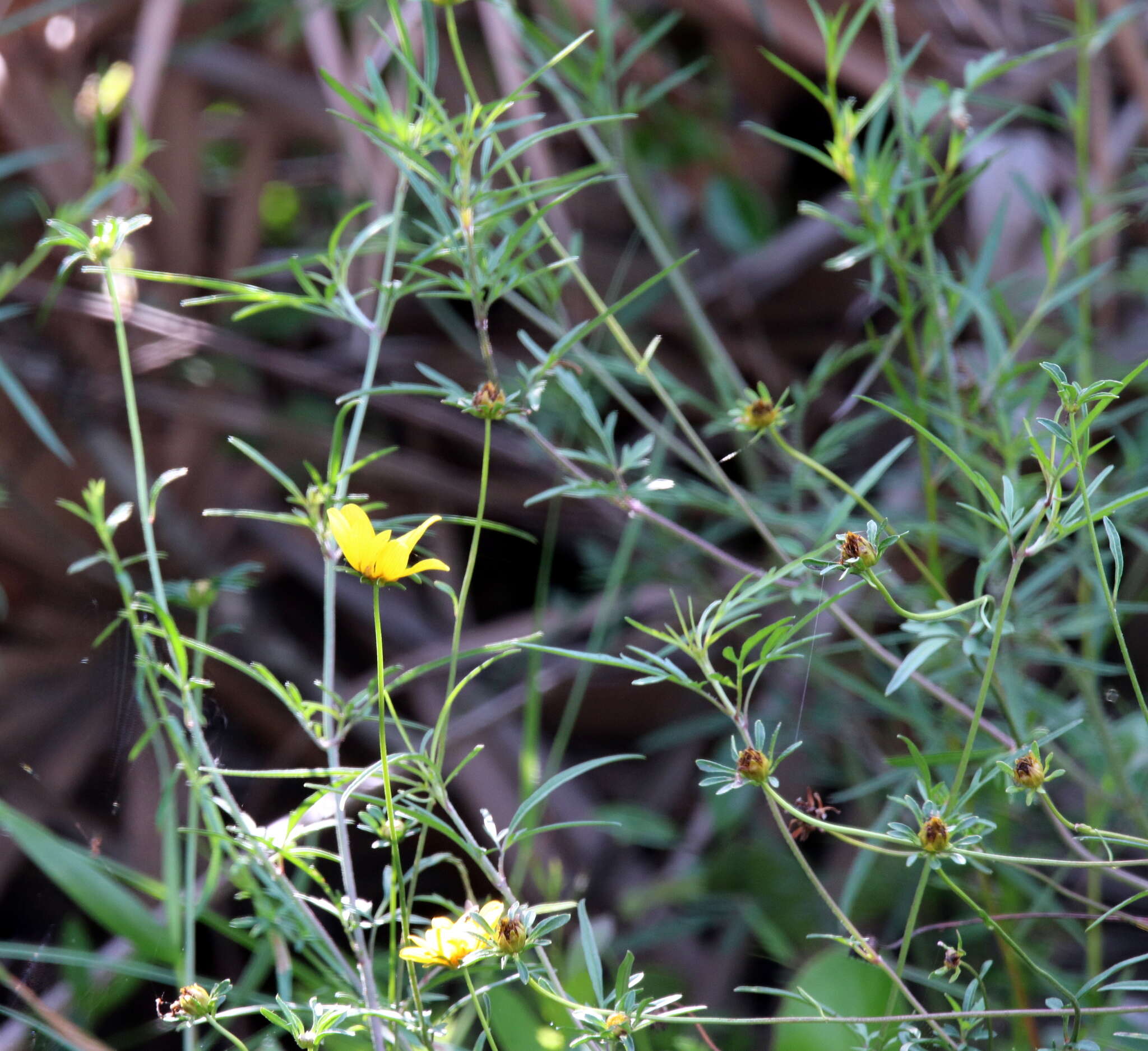 Image of Small-Fruit Beggarticks