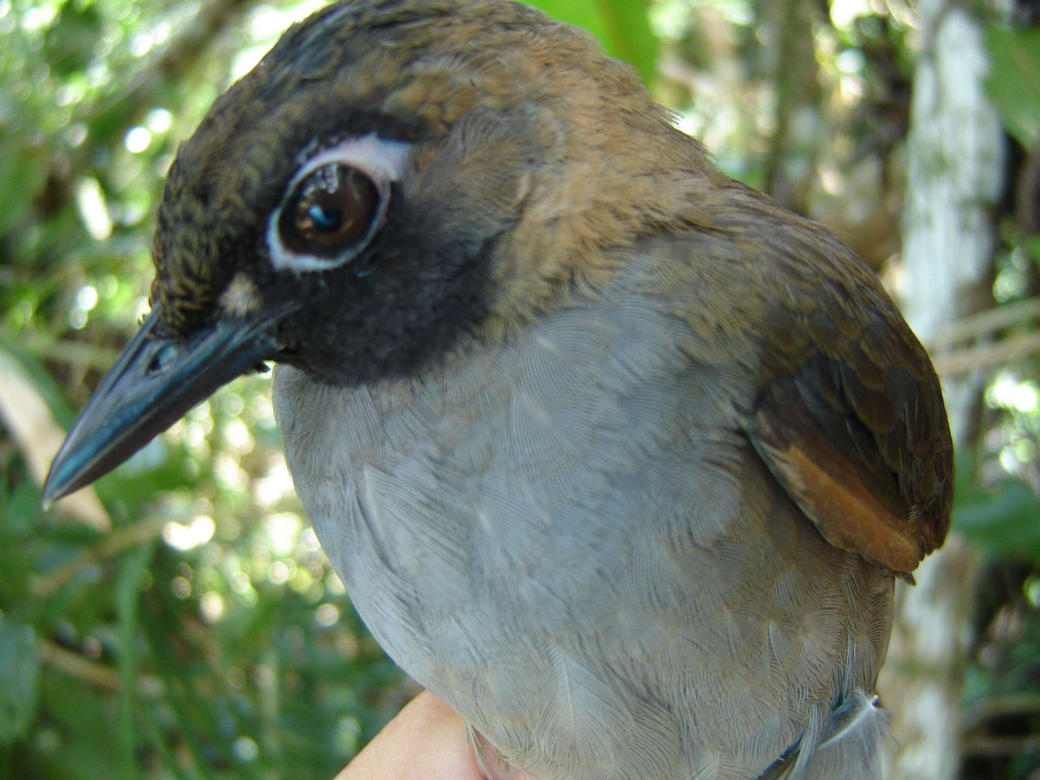 Image of Black-faced Antthrush