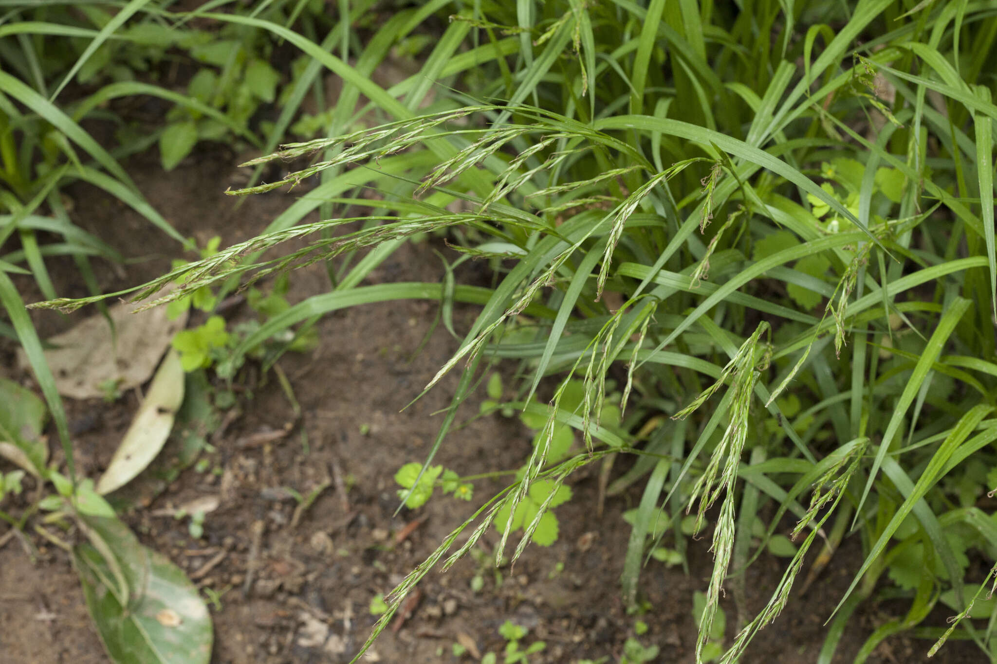 Слика од Carex bostrychostigma Maxim.