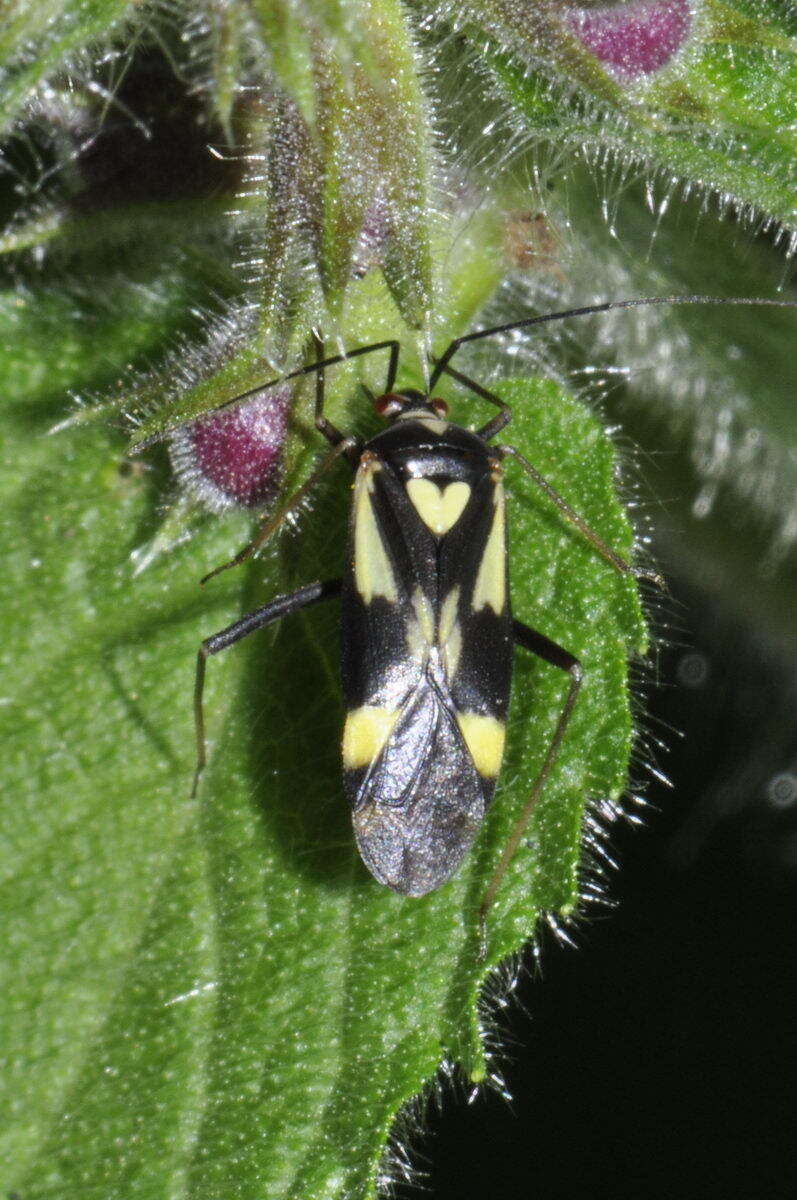 Image of Grypocoris sexguttatus (Fabricius 1777)