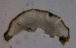 Image of sarcogyne lichen