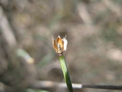 Image de Lepidobolus drapetocoleus F. Muell.