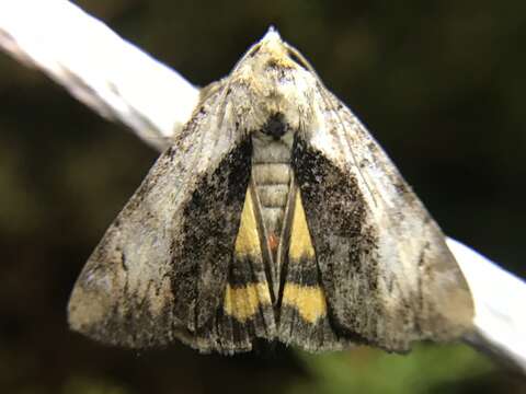 Image of Little Underwing