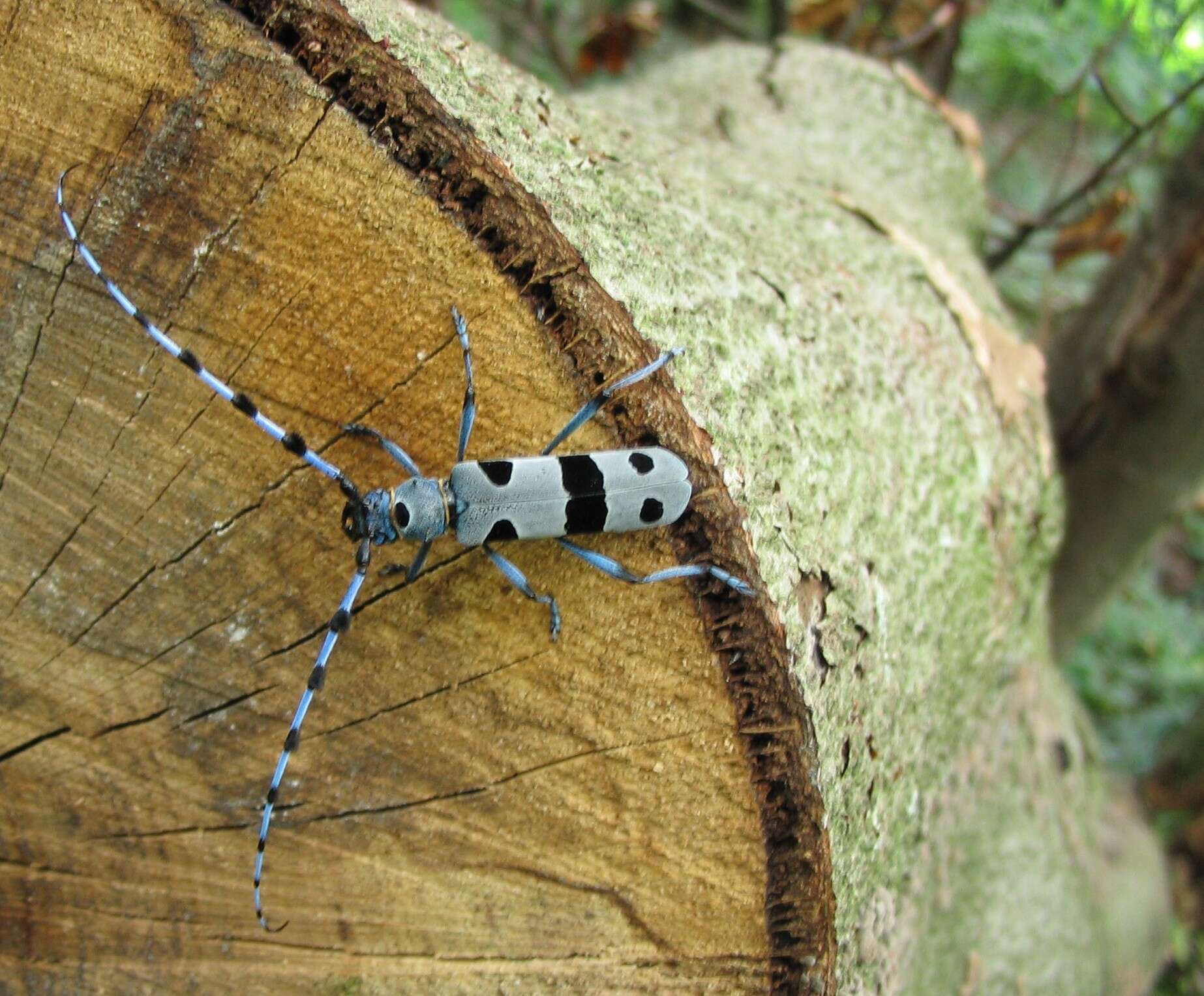 Image of Rosalia Longicorn