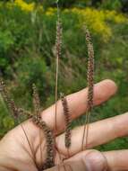 Phleum paniculatum Huds.的圖片