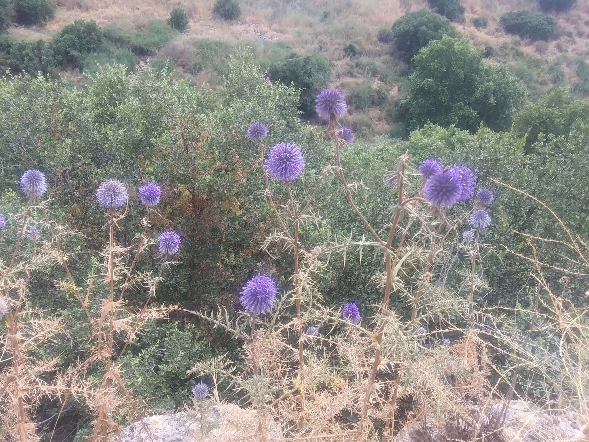 Image de Echinops adenocaulos Boiss.