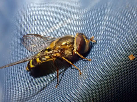 Слика од <i>Lapposyrphus lapponicus</i>