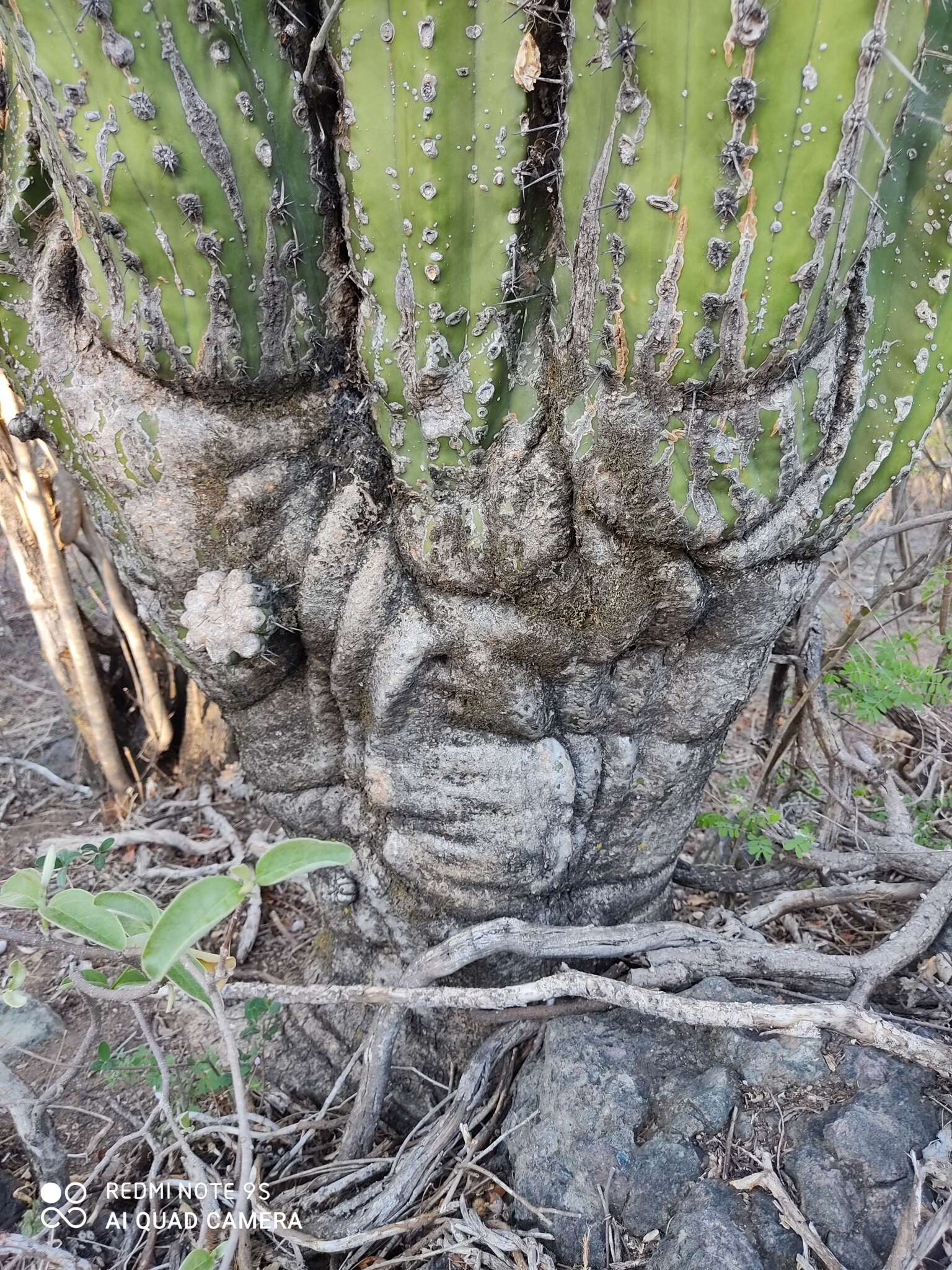 Image of Pachycereus grandis Rose