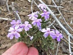 Image of Davis Mountain mock vervain