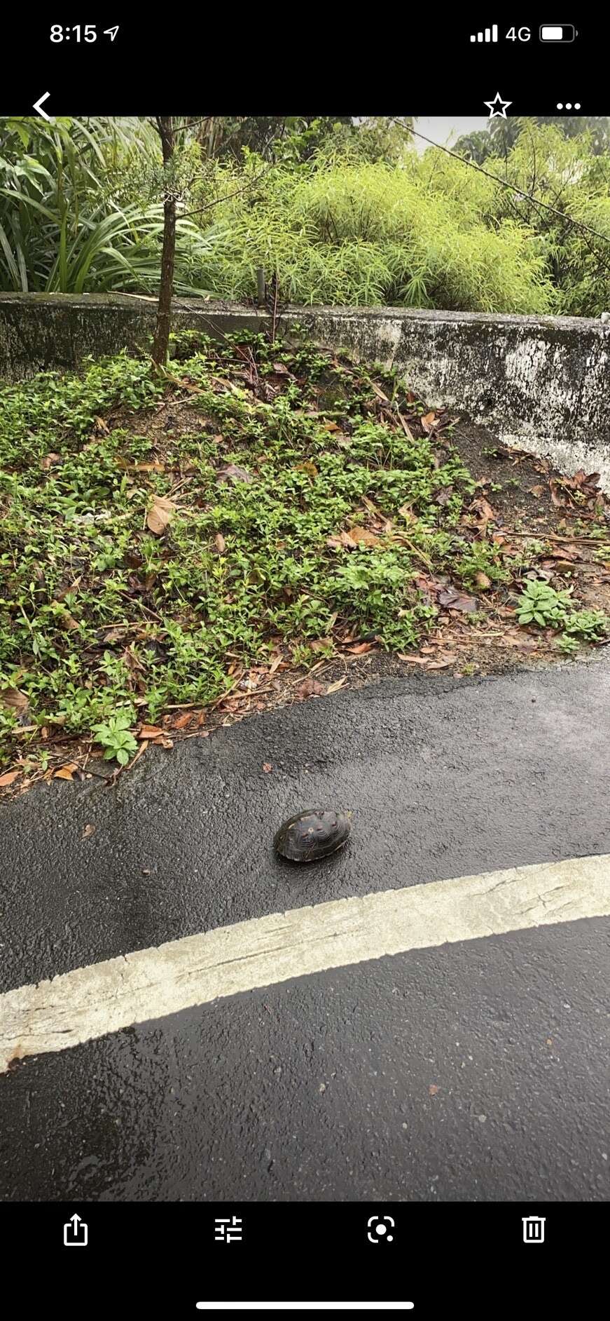 Image of Yellow-margined Box Turtle