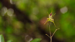 Image of Muscarella zephyrina (Rchb. fil.) Luer