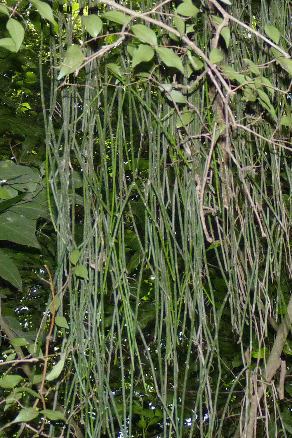 Image of Rhipsalis baccifera subsp. shaferi (Britton & Rose) Barthlott & N. P. Taylor