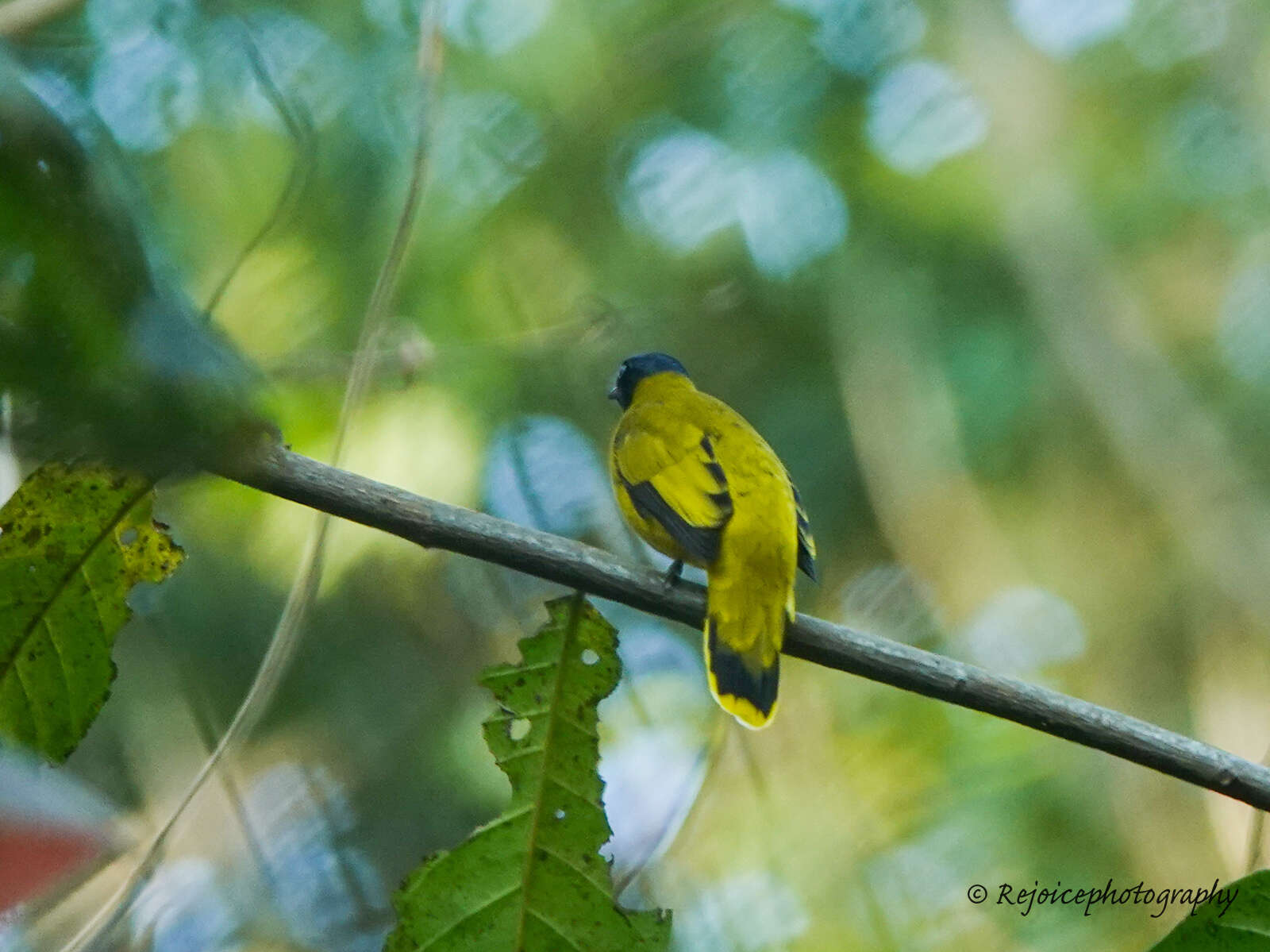 Image of Black-headed Bulbul