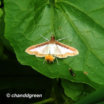 Image of Diaphania indica (Saunders 1851)