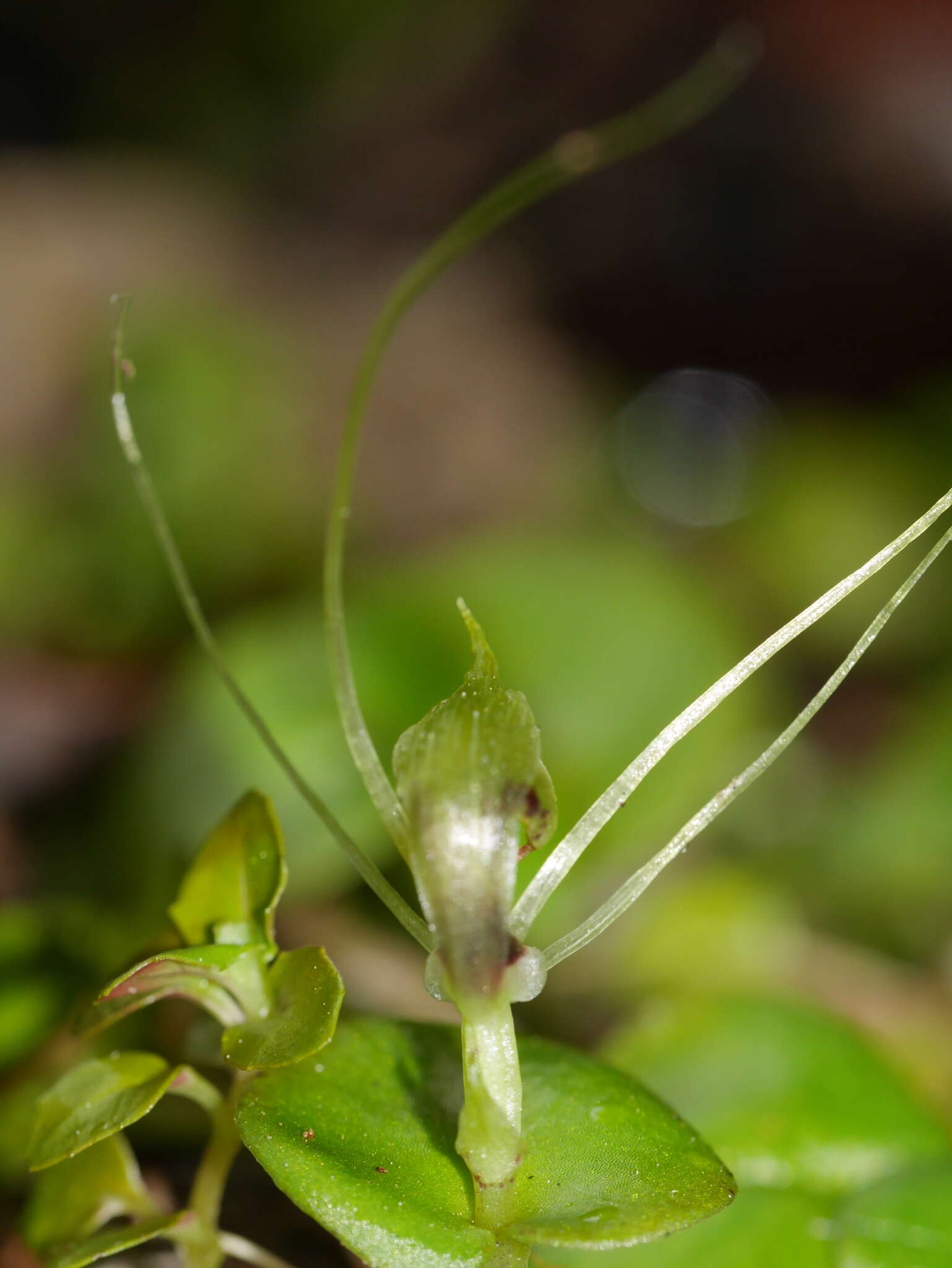 Image of Corybas papa Molloy & Irwin