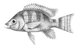 Image of Ptychochromis oligacanthus (Bleeker 1868)