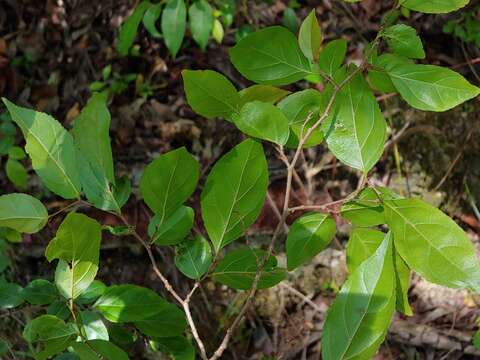 Image of Casearia decandra Jacq.