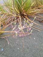 Sivun Cakile edentula subsp. edentula kuva