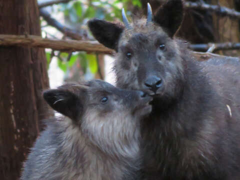 Image of Japanese Serow