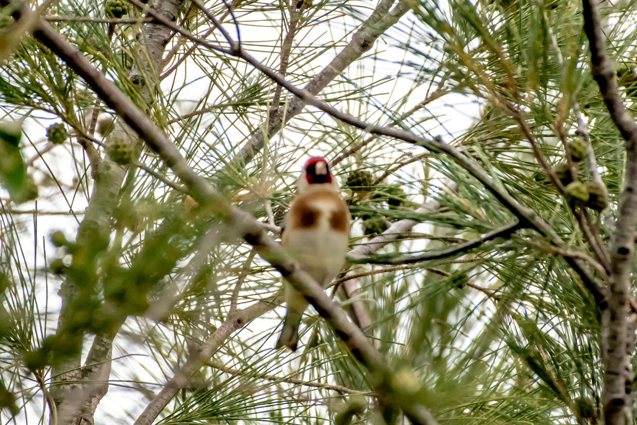 Imagem de Carduelis carduelis parva Tschusi 1901